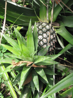 02 Ananas
